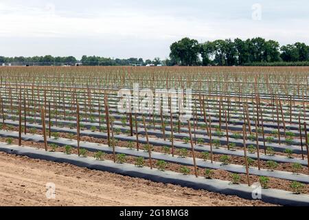 Kommerzielle Tomatenfarm, Summer Planting, S. Michigan, USA von James D Coppinger/Dembinsky Photo Assoc Stockfoto