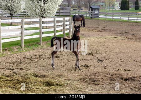 Mare mit colt, Amish Farm, Spring, Indiana, USA, Von James D. Coppinger/Dembinsky Photo Assoc Stockfoto