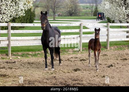 Mare mit colt, Amish Farm, Spring, Indiana, USA, Von James D. Coppinger/Dembinsky Photo Assoc Stockfoto