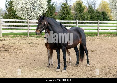 Mare mit colt, Amish Farm, Spring, Indiana, USA, Von James D. Coppinger/Dembinsky Photo Assoc Stockfoto