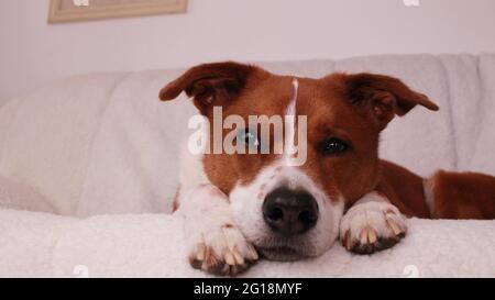 Hund auf der couch Stockfoto