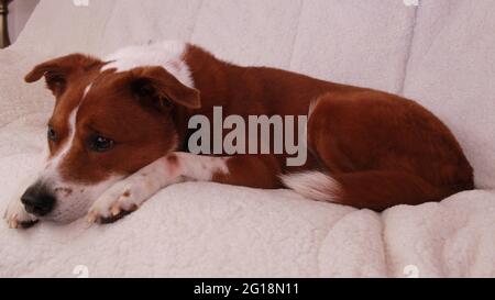 Hund auf der couch Stockfoto