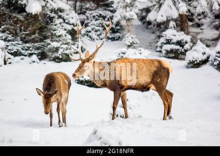 Weibliche und männliche Rothirsche (Cervus elaphus) im Winterbergwald nach Schneefall, selektiver Fokus Stockfoto