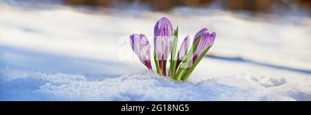 Krokusse - blühende lila Blüten, die sich im Frühjahr unter dem Schnee ihren Weg machen, Nahaufnahme mit Platz für Text, Banner Stockfoto