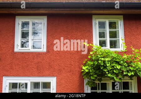 Fenster und Efeu, das Äußere des Hauses ist mit Pflanzen überwuchert. Außenwand des Wohnhauses mit weißen Holzfenstern im Sommer. Vorderansicht des zeitgenössischen Stockfoto