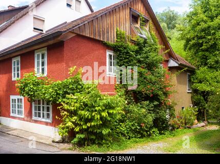 Haus von Efeu überwuchert, Wohndesign mit Pflanzen und Blumen. Schöner gemütlicher Lebensraum in der Stadt im Sommer. Wunderschöne Hütte mit grünem Laub im Freien bedeckt. Stockfoto