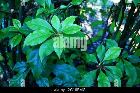 Pereskia sacharosa oder tujuh jarum wächst im Garten in Bogor, Indonesien. Kräuterpflanze. Stockfoto