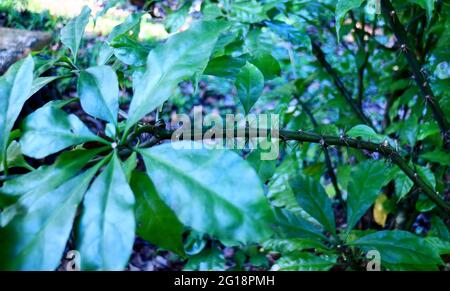 Pereskia sacharosa oder tujuh jarum wächst im Garten in Bogor, Indonesien. Kräuterpflanze. Stockfoto