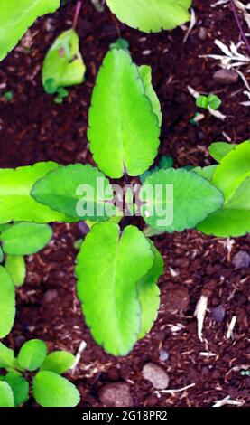 Domglocken oder Kalanchoe pinnata Pflanzen im Garten. In Indonesien cocor bebek genannt. Stockfoto