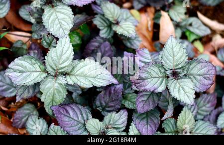 Hemigraphis alternata oder purpurne Waffelpflanze im Garten. In Indonesien genannt remek Daging. Stockfoto