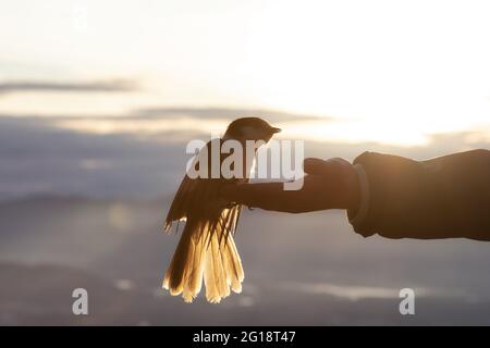 Grauer Eichelhäher, der auf einer Hand sitzt Stockfoto