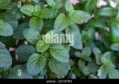 Frisches Pfefferminzminzpflanzenkonzept. Mentha aromatisch grün organisch gesund mehrjährige Kraut. Würze Küche Lebensmittel Aromatherapie ätherisches Öl Parfüms Stockfoto