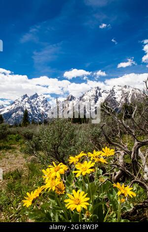 Arrowleaf Balsamroot und Salbei vor den Grand Tetons, Jackson Hole, Wyoming, vertikal Stockfoto