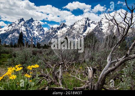 Arrowleaf Balsamroot und Salbei vor den Grand Tetons, Jackson Hole, Wyoming, vertikal Stockfoto