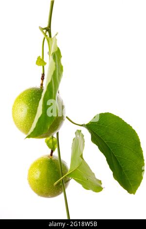 Grüne Passionsfrucht auf Weinrebe mit weißem Hintergrund, isoliert Stockfoto