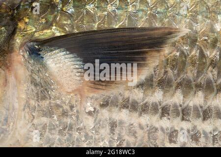 Süßwasserfisch-Rohu- oder Rui-Fischflossen, Nahaufnahme isoliert auf weißem strukturiertem Hintergrund Stockfoto