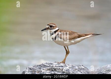 Killdeer, (Charadrius vociferus), Vogel Stockfoto