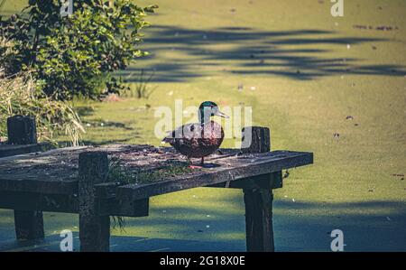 Eine kleine Ente auf einer hölzernen Fußgängerbrücke im Sommer im Zoo Schlosspark - Vogel auf dem Land auf der Suche nach Nahrung. Stockfoto
