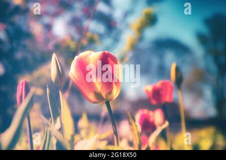 Lebhaftes und farbenfrohes Meer von ​​tulips im Sommer - farbenfrohe lila Blumenfamilie im Gruga-Park in Nordrhein-Westfalen. Stockfoto