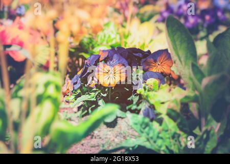 Lebhaftes und farbenfrohes Meer von ​​tulips im Sommer - farbenfrohe lila Blumenfamilie im Gruga-Park in Nordrhein-Westfalen. Stockfoto