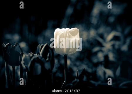 Tulpenposter im Fokus mit stimmungsvollem, farbenfrohem Meer von ​​tulips im Grugapark Essen - blüht im Licht und im Sonnenschein des Parks. Stockfoto