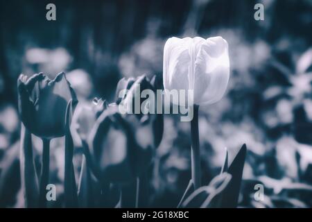 Tulpenposter im Fokus mit stimmungsvollem, farbenfrohem Meer von ​​tulips im Grugapark Essen - blüht im Licht und im Sonnenschein des Parks. Stockfoto