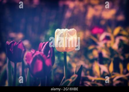 Tulpenposter im Fokus mit stimmungsvollem, farbenfrohem Meer von ​​tulips im Grugapark Essen - blüht im Licht und im Sonnenschein des Parks. Stockfoto