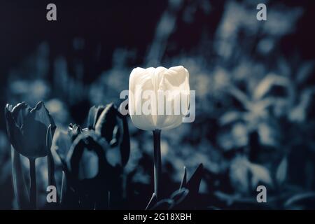 Tulpenposter im Fokus mit stimmungsvollem, farbenfrohem Meer von ​​tulips im Grugapark Essen - blüht im Licht und im Sonnenschein des Parks. Stockfoto