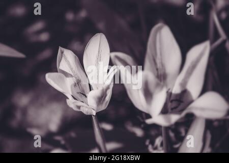 Stimmungsvolle Nahaufnahme einer Tulpe im farbenfrohen Meer von ​​tulips im Grugapark Essen - blüht im Licht und im Sonnenschein des Parks. Stockfoto