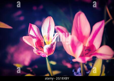 Stimmungsvolle Nahaufnahme einer Tulpe im farbenfrohen Meer von ​​tulips im Grugapark Essen - blüht im Licht und im Sonnenschein des Parks. Stockfoto