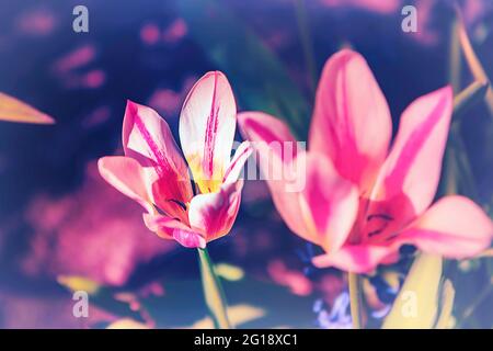 Stimmungsvolle Nahaufnahme einer Tulpe im farbenfrohen Meer von ​​tulips im Grugapark Essen - blüht im Licht und im Sonnenschein des Parks. Stockfoto