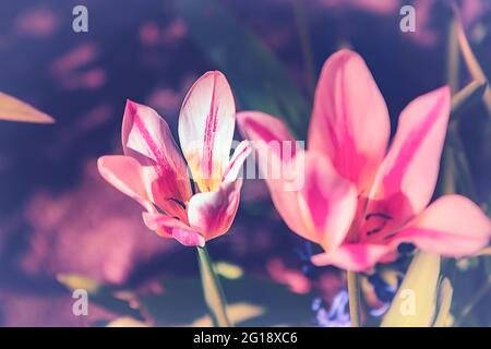 Stimmungsvolle Nahaufnahme einer Tulpe im farbenfrohen Meer von ​​tulips im Grugapark Essen - blüht im Licht und im Sonnenschein des Parks. Stockfoto