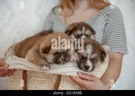 Lustige flauschige Welpen in einem gemütlichen Korb in den Händen des Besitzers. Stockfoto