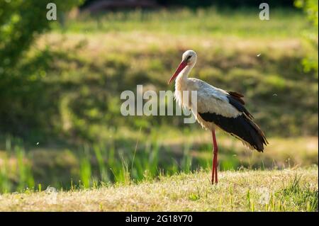 Am späten Nachmittag steht ein Storch in der Sonne Stockfoto