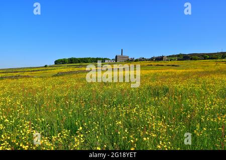 Old Town Mill, Mitchell Mill durch Buttercup Meadow, Hebden Bridge, Calderdale, West Yorkshire Stockfoto