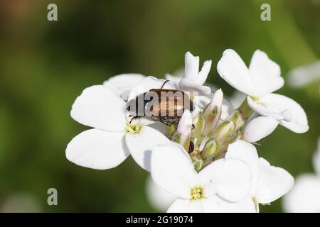 Phyllopertha horticola, der Gartenkäfer oder Gartenlaubenkäfer (Familie Scarabaeidae) auf Blüten der dame-Rakete (Hesperis matronalis) Stockfoto