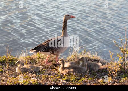 Graugans und Gänseküken. Auf der Suche nach einem Essen im Gras Stockfoto