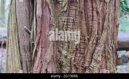 Baumstamm mit grob strukturierter Holzrinde in verschiedenen Farben Stockfoto