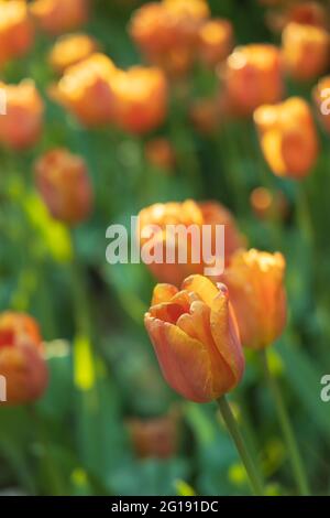 Eine orangefarbene Tulpe im verblassenden Sonnenlicht auf einem verschwommenen, schönen Hintergrund Stockfoto