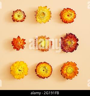 Zur Verwendung in Scrapbooking, gepresster Floristik oder Herbarium. Gepresste und getrocknete weiße zarte transparente Blume, isoliert auf weißem Hintergrund. Stockfoto