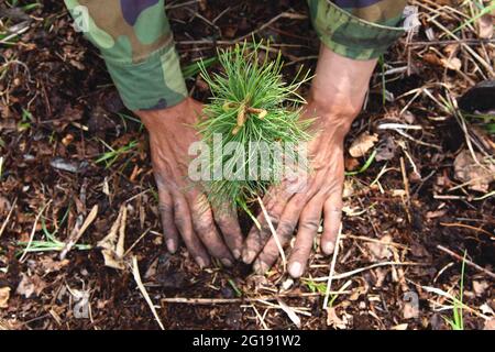 (210606) -- YICHUN, 6. Juni 2021 (Xinhua) -- Zhang Yingshan pflanzt einen Baumkeimling in einer Waldfarm, die von der Wumahe Forstbehörde in der Stadt Yichun, nordöstlich der chinesischen Provinz Heilongjiang, verwaltet wird, 17. Mai 2018. Zhang Yingshan, 65, arbeitet seit über 45 Jahren mit Bäumen. Nach dem Schritt seines Vaters wurde Zhang 1975 Forstarbeiter im Wumahe Forstamt. Neun Jahre später eröffnete er die erste familiengeführte Waldfarm des Büros, in der jedes Jahr 30 Hektar Bäume gepflanzt wurden. Von 1981 bis 2011 pflanzten Zhang und seine Frau Yan Yuping rund eine Million Bäume auf dem Stockfoto