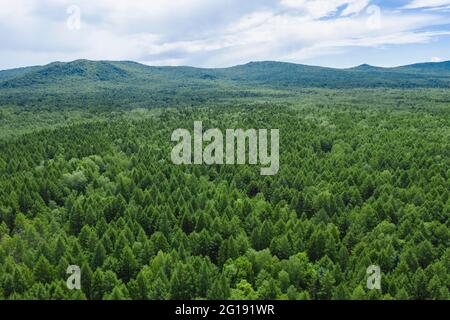 (210606) -- YICHUN, 6. Juni 2021 (Xinhua) -- Luftfoto vom 3. Juni 2021 zeigt eine Ansicht einer Waldfarm, die vom Wumahe Forstbüro in der Stadt Yichun, nordöstlich der Provinz Heilongjiang, verwaltet wird. Zhang Yingshan, 65, arbeitet seit über 45 Jahren mit Bäumen. Nach dem Schritt seines Vaters wurde Zhang 1975 Forstarbeiter im Wumahe Forstamt. Neun Jahre später eröffnete er die erste familiengeführte Waldfarm des Büros, in der jedes Jahr 30 Hektar Bäume gepflanzt wurden. Von 1981 bis 2011 pflanzten Zhang und seine Frau Yan Yuping rund eine Million Bäume auf dem Ritt Stockfoto