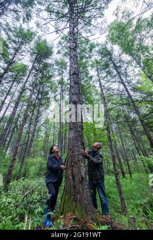 (210606) -- YICHUN, 6. Juni 2021 (Xinhua) -- Zhang Yingshan und seine Frau Yan Yuping überprüfen einen Baum, den sie vor mehr als 30 Jahren in einer Waldfarm gepflanzt haben, die vom Wumahe Forstbüro in der Stadt Yichun, nordöstlich der Provinz Heilongjiang, verwaltet wird, 3. Juni 2021. Zhang Yingshan, 65, arbeitet seit über 45 Jahren mit Bäumen. Nach dem Schritt seines Vaters wurde Zhang 1975 Forstarbeiter im Wumahe Forstamt. Neun Jahre später eröffnete er die erste familiengeführte Waldfarm des Büros, in der jedes Jahr 30 Hektar Bäume gepflanzt wurden. Von 1981 bis 2011, Zhang und seine Frau Stockfoto