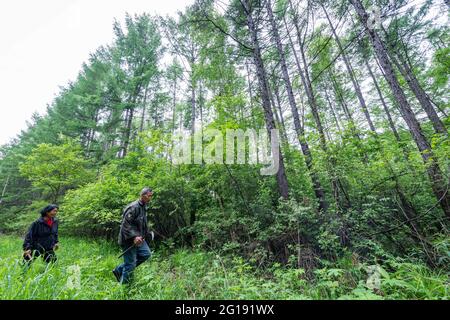 (210606) -- YICHUN, 6. Juni 2021 (Xinhua) -- Zhang Yingshan und seine Frau Yan Yuping überprüfen Bäume in einer Waldfarm, die vom Wumahe Forstbüro in der Stadt Yichun, nordöstlich der Provinz Heilongjiang, verwaltet wird, 3. Juni 2021. Zhang Yingshan, 65, arbeitet seit über 45 Jahren mit Bäumen. Nach dem Schritt seines Vaters wurde Zhang 1975 Forstarbeiter im Wumahe Forstamt. Neun Jahre später eröffnete er die erste familiengeführte Waldfarm des Büros, in der jedes Jahr 30 Hektar Bäume gepflanzt wurden. Von 1981 bis 2011 pflanzten Zhang und seine Frau Yan Yuping etwa eine Million Stockfoto