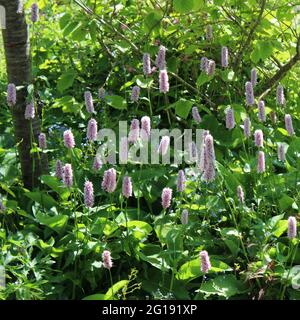 East Lambrook Manor Gardens, Somerset, England. Stockfoto