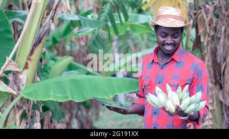 Afrikanischer Landwirt mit Tablette für die Erforschung der Banane in Bio-Farm.Landwirtschaft oder innovative Anbaukonzept Stockfoto