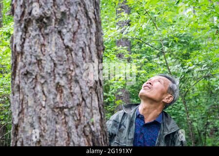 (210606) -- YICHUN, 6. Juni 2021 (Xinhua) -- Zhang Yingshan überprüft einen Baum, den er vor mehr als 30 Jahren in einer Waldfarm gepflanzt hat, die vom Wumahe Forstbüro in der Stadt Yichun, nordöstlich der Provinz Heilongjiang, verwaltet wird, 3. Juni 2021. Zhang Yingshan, 65, arbeitet seit über 45 Jahren mit Bäumen. Nach dem Schritt seines Vaters wurde Zhang 1975 Forstarbeiter im Wumahe Forstamt. Neun Jahre später eröffnete er die erste familiengeführte Waldfarm des Büros, in der jedes Jahr 30 Hektar Bäume gepflanzt wurden. Von 1981 bis 2011 pflanzten Zhang und seine Frau Yan Yuping Aroun an Stockfoto