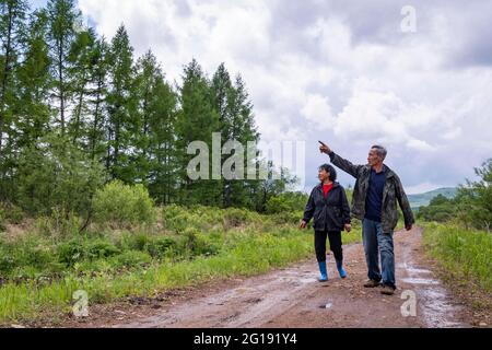 (210606) -- YICHUN, 6. Juni 2021 (Xinhua) -- Zhang Yingshan und seine Frau Yan Yuping überprüfen Bäume in einer Waldfarm, die vom Wumahe Forstbüro in der Stadt Yichun, nordöstlich der Provinz Heilongjiang, verwaltet wird, 3. Juni 2021. Zhang Yingshan, 65, arbeitet seit über 45 Jahren mit Bäumen. Nach dem Schritt seines Vaters wurde Zhang 1975 Forstarbeiter im Wumahe Forstamt. Neun Jahre später eröffnete er die erste familiengeführte Waldfarm des Büros, in der jedes Jahr 30 Hektar Bäume gepflanzt wurden. Von 1981 bis 2011 pflanzten Zhang und seine Frau Yan Yuping etwa eine Million Stockfoto