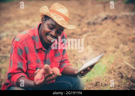 Afrikanischer Bauer Mann hält frische Süßkartoffeln auf Bio-Farm Mit Tablette.Landwirtschaft oder Anbaukonzept Stockfoto