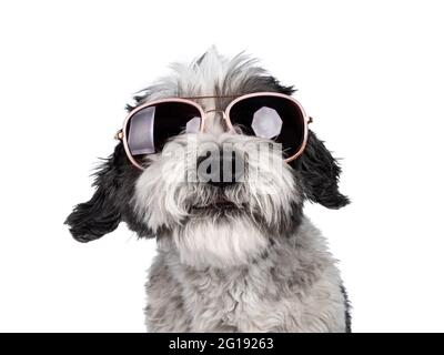 Kopfaufnahme eines niedlichen kleinen schwarz-weißen Hundes mit Sonnenbrille. Blick in die Kamera, lächelnd. Isoliert auf weißem Hintergrund. Stockfoto